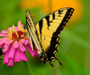 Yellow and black butterfly perched on a pink flower, highlighting the beauty of nature and pollination. Perfect for a garden or wildlife context.