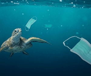 A sea turtle swims among discarded face masks in clear ocean water, highlighting the impact of pollution on marine life.