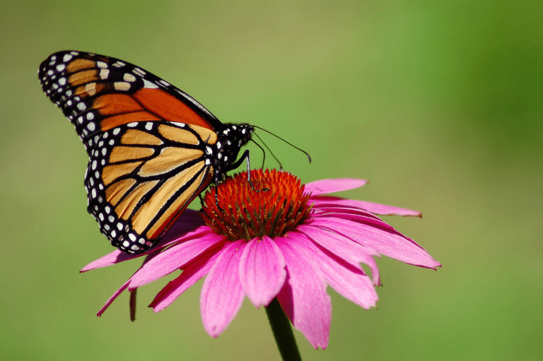 Monarch butterfly perched on a vibrant pink echinacea flower, showcasing its vivid orange and black wings against a blurred green background.